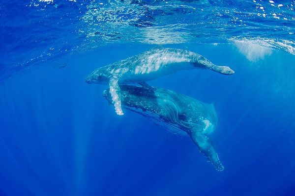 South Pacific-Tonga Humpback whale mother and calf close-up